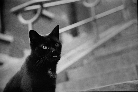 Un chat tire la langue sur des escaliers - Liège 2017
